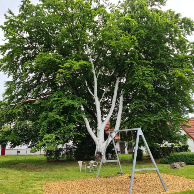 Weissanstrich an einer Buche, nach Stämmlingsausbruch (Tiefzwiesel), nach ca. 2 Jahren. Zusätzlich wurde der Baum damals leicht eingekürzt und mehrere Kronensicherungen eingebaut.